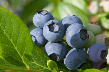 Heidelbeeren