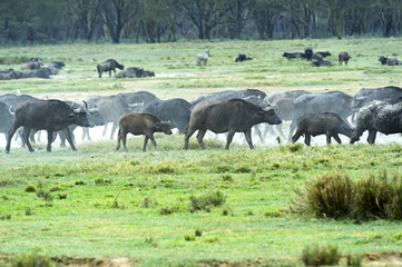 Fototapeta na wymiar African buffalo