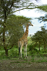 Giraffe