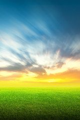 Fototapeta na wymiar Field of green grass and sky