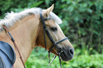 Obraz premium Head of horse.