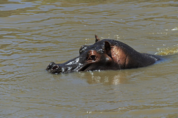 Fototapeta premium African hippo