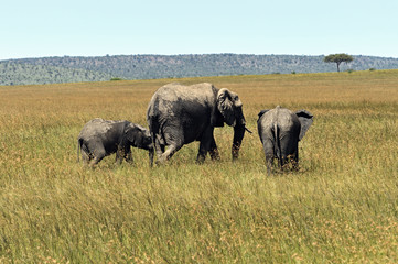 Fototapeta premium Elephant
