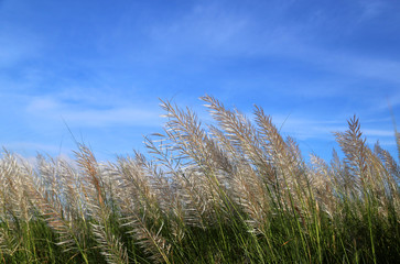 Kans grass locally known as the Kash flower in Bangladesh