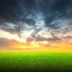 Fototapeta na wymiar Field of green grass and sky