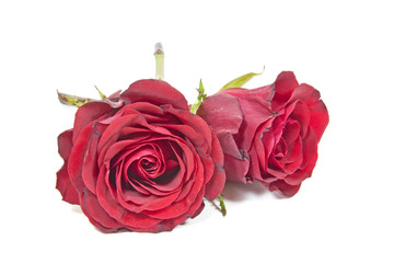 Two Wilting Red Rose Buds on White Background