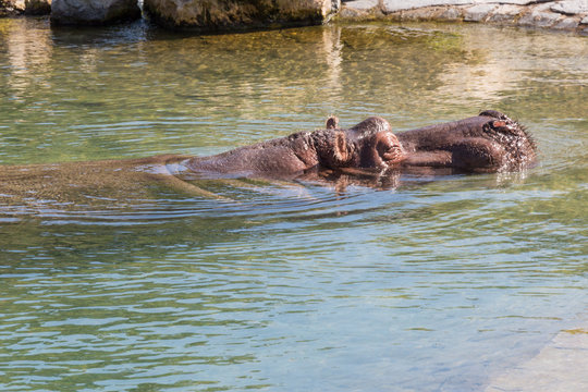 Hippo head shot