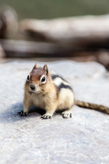 Wild Chipmunk (Tamias Striatus)