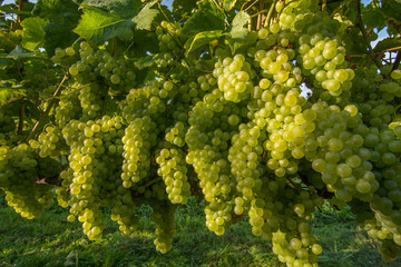 Naklejka premium Weinreben 2015.022