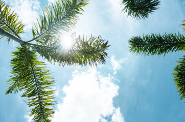 Obraz premium Green palm tree on blue sky background