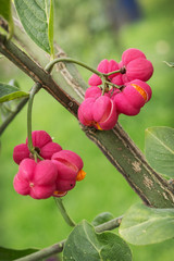 Beautiful bright fruit euonymus in September