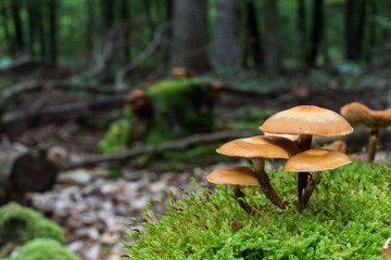 wild forrest mushroom