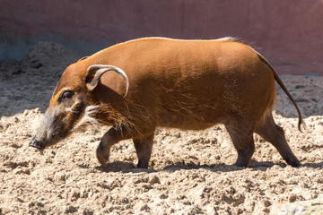 Red river hog - shadows