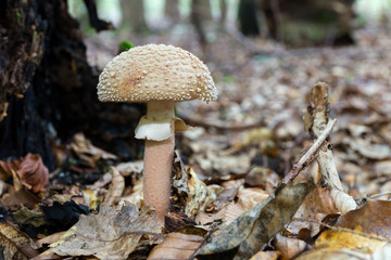 wild forrest mushroom