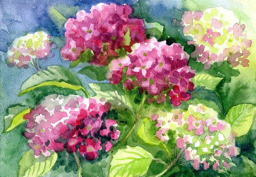 Drawing "Blossoming Hydrangeas". Paper, water color