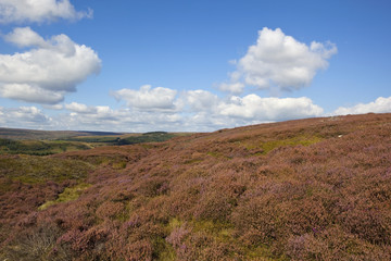 heather moorland