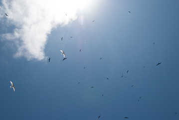 Arid island birds in the bright blue sky