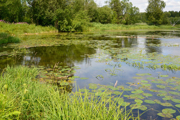 Summer. Thickets of a yellow jug in the forest lake