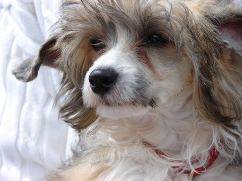 Dog Chinese Crested Powder Puff