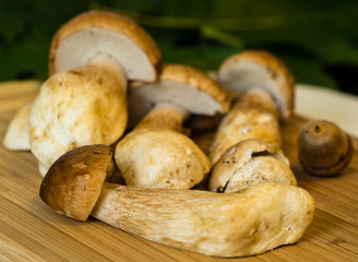Steinpilze