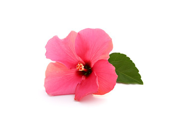 Naklejka premium Hibiscus