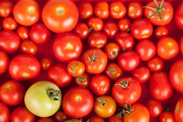 freshly picked red tomatoes in a box plus one green