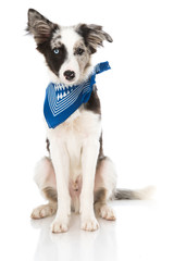 Border Collie mit Halstuch