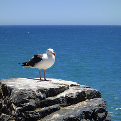 Seagull sitting above the oceon on a rock