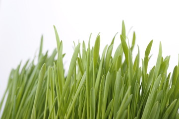 Fototapeta na wymiar Blades of grass