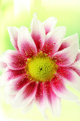 Fototapeta na wymiar Beautiful chrysanthemum in sparkling water, close-up