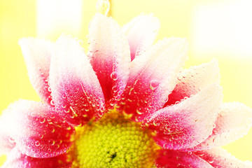 Fototapeta na wymiar Beautiful flower in sparkling water