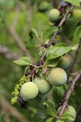 Obraz premium Prunes