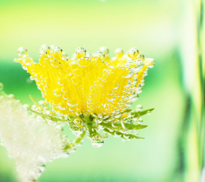Fototapeta Beautiful flower in sparkling water