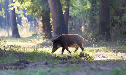 Wild boar