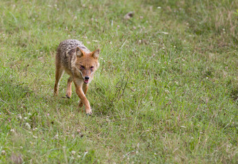 Golden jackal