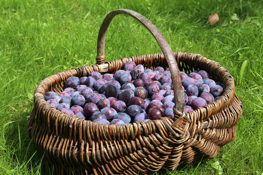 Prunes