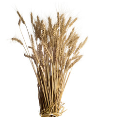 Fototapeta premium wheat on white background.