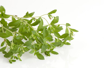 Stevia rebaudiana Bertoni trees