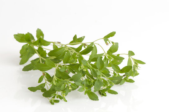 Stevia rebaudiana Bertoni trees.