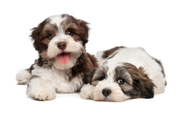 Two cute havanese puppies are lying next to each other