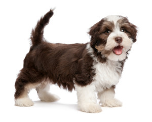 Beautiful smiling chocholate havanese puppy dog is standing