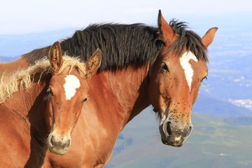 Obraz premium Portraits poulain et jument