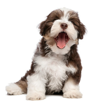 Funny yawning chocholate havanese puppy dog