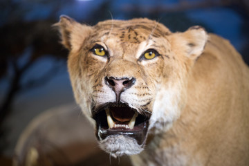 Obraz premium Close-up shot of roaring lion