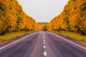 road at autumn with alley of trees