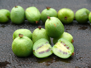 Scharfzähnige Strahlengriffelfrucht (kiwibeeren)
