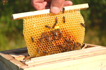 pszczoły na małej ramce z ulika weselnego w pasiece
