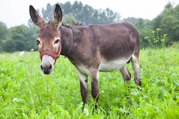 Foto auf Acrylglas Esel Esel auf Gras