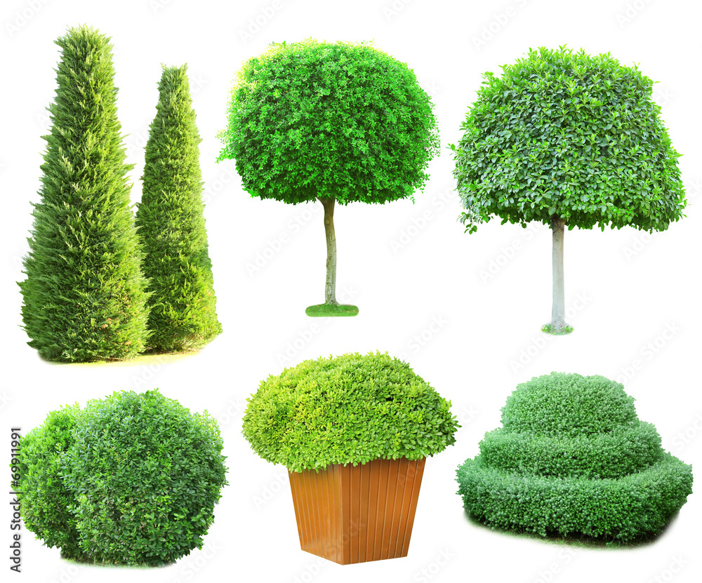 Poster collage green trees and bushes isolated on white