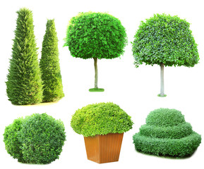 Collage green trees and bushes isolated on white